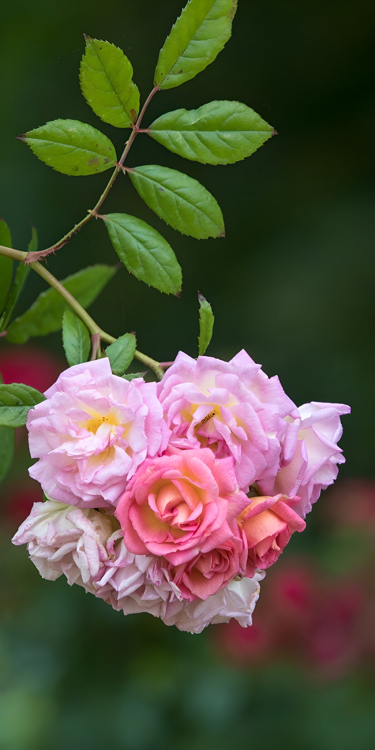 Pink roses in soft daylight