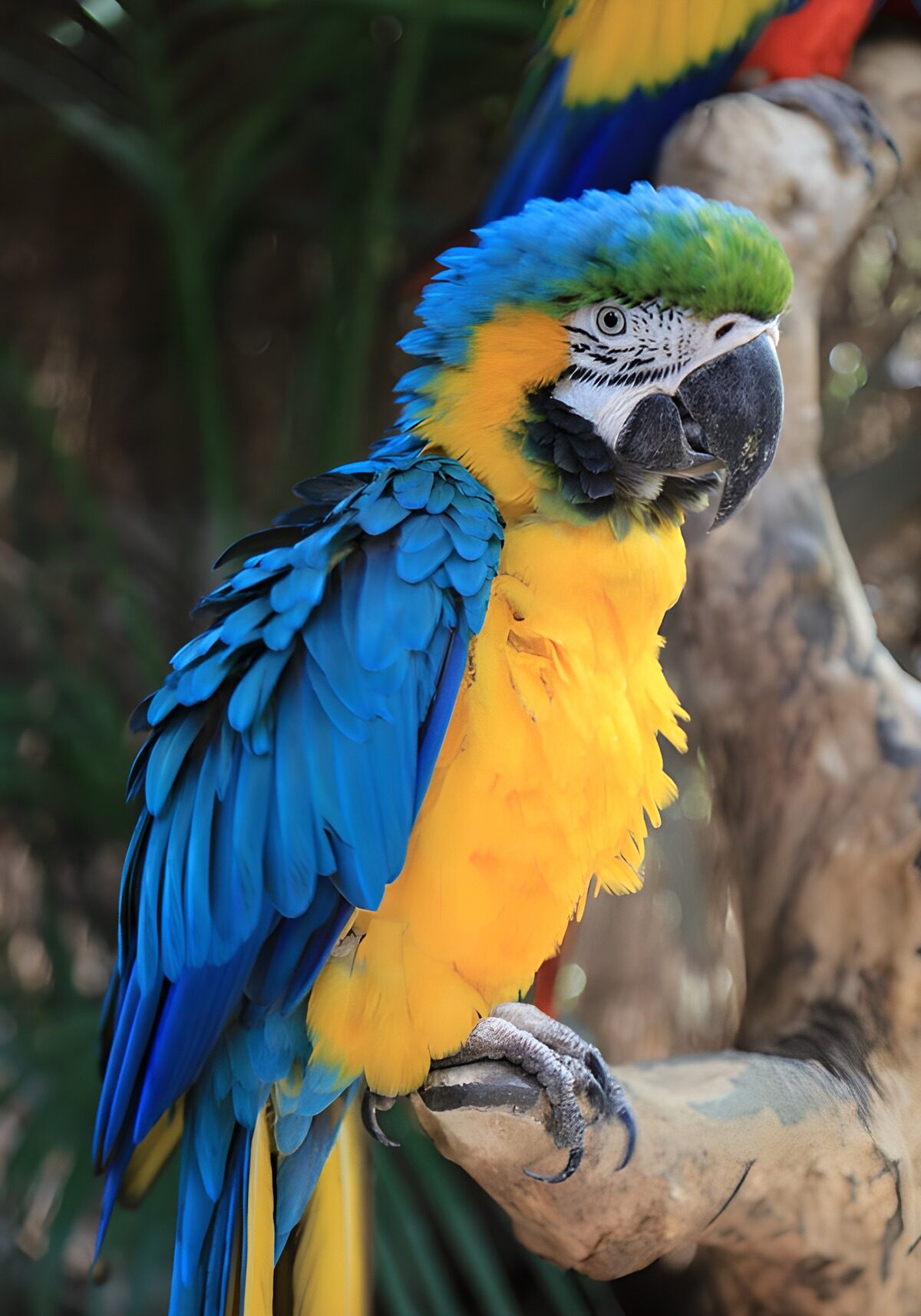 Blue-and-yellow macaw in soft daylight