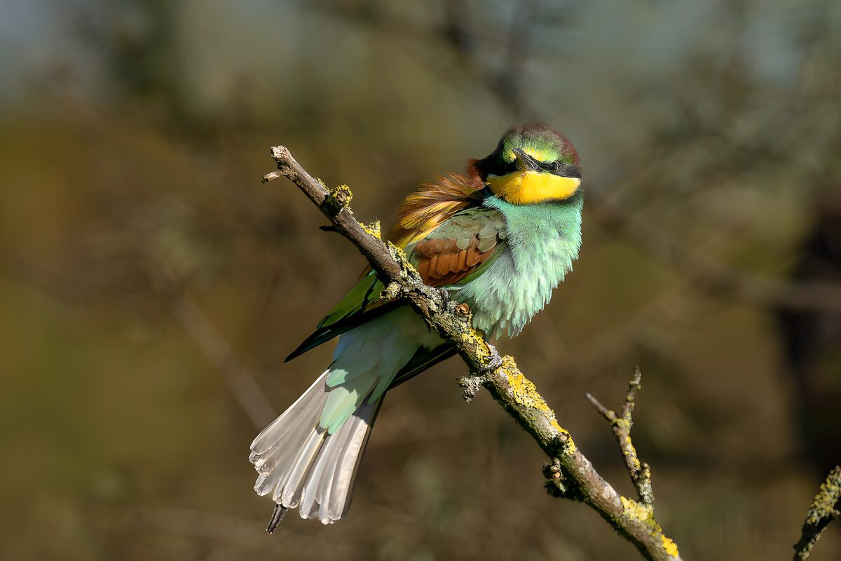 European bee-eater on a sunlit branch