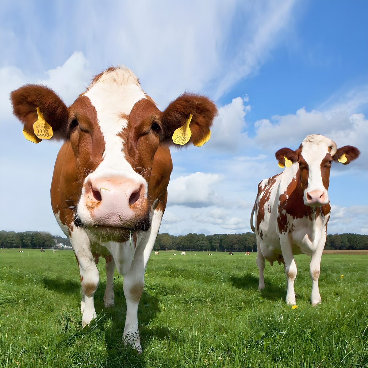 Red-and-white cows in a sunny pasture