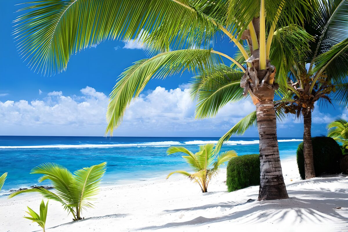 White sand and palms in the sunshine