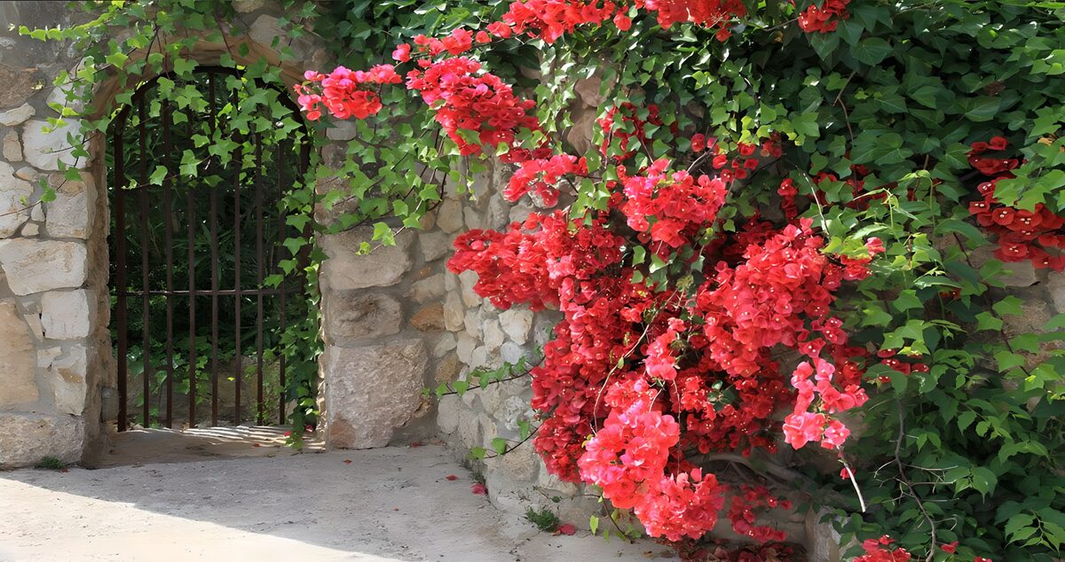 Iron gate framed by sunlit flowers