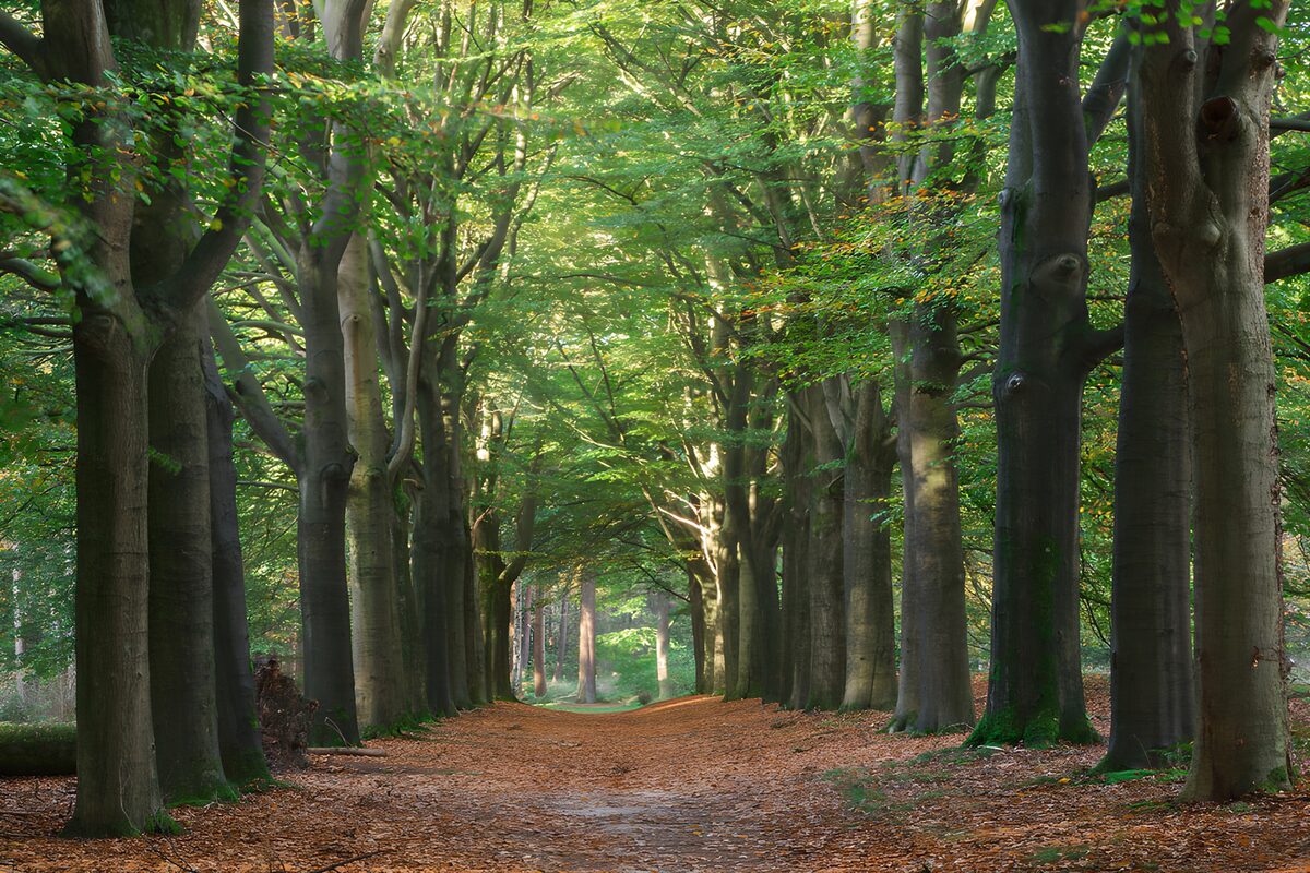 Beech-lined path in early autumn