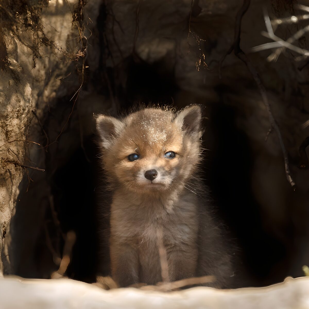 Fox cub at its quiet den