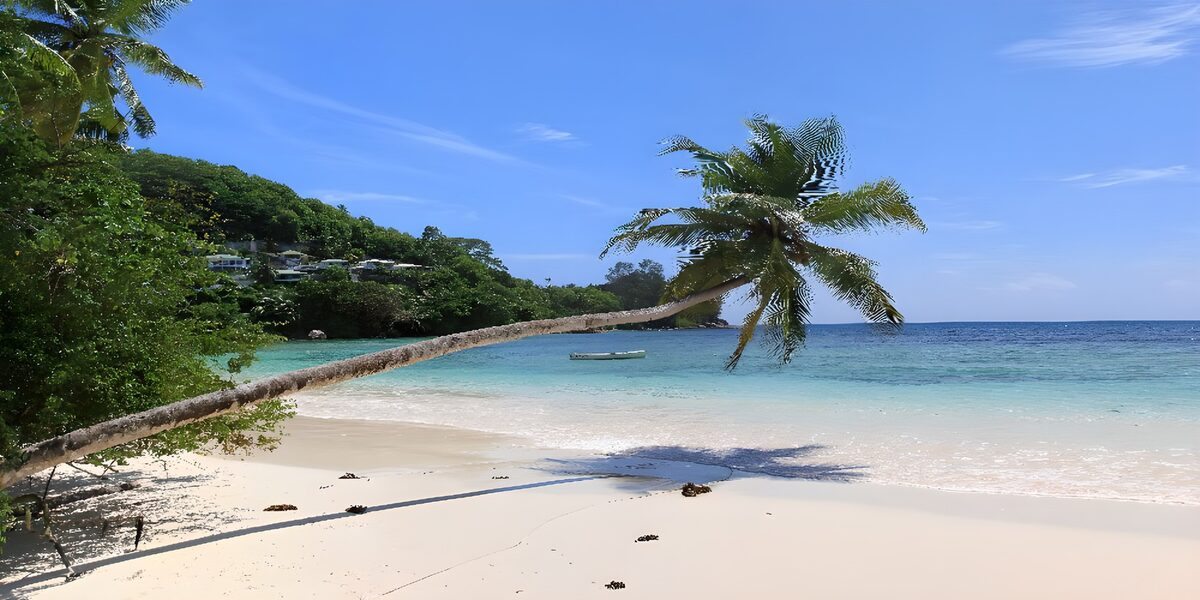 Leaning palm over a sunlit tropical bay
