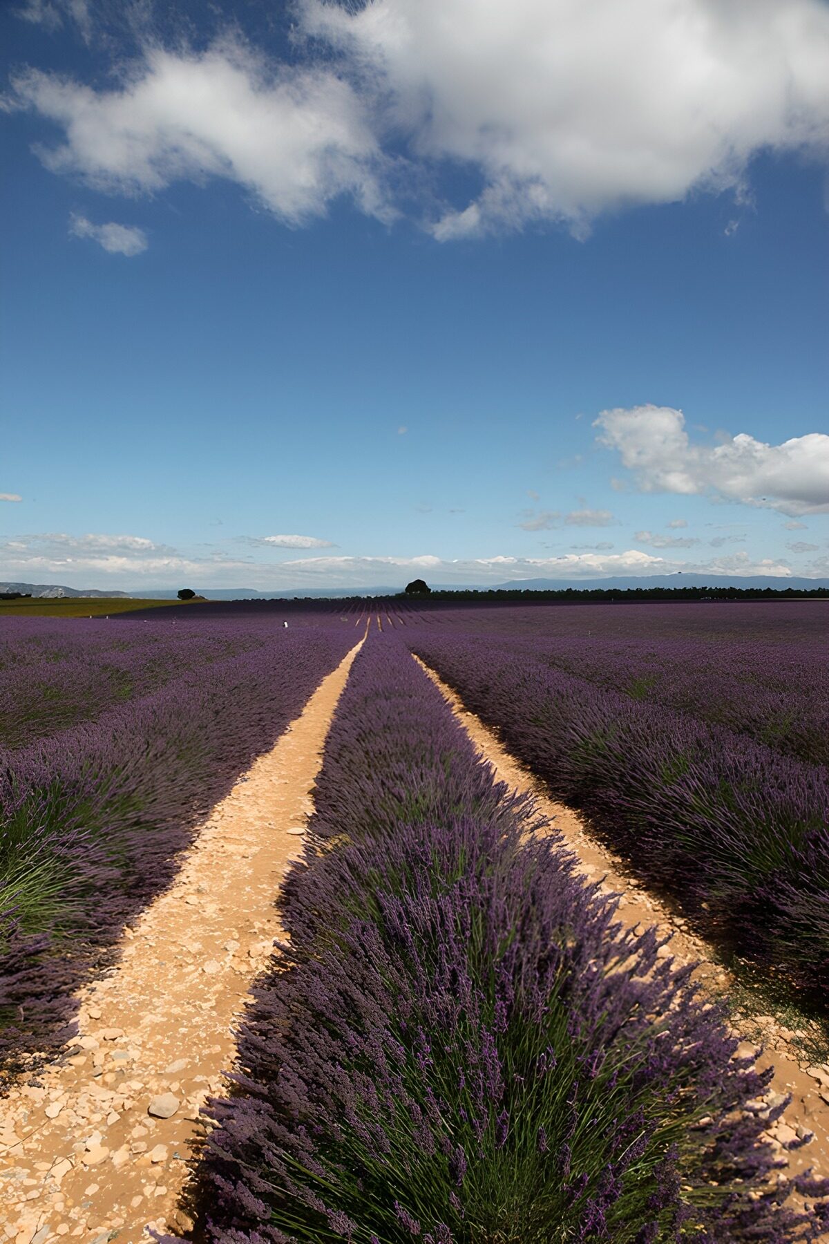 Lavender fields beneath a blue summer sky