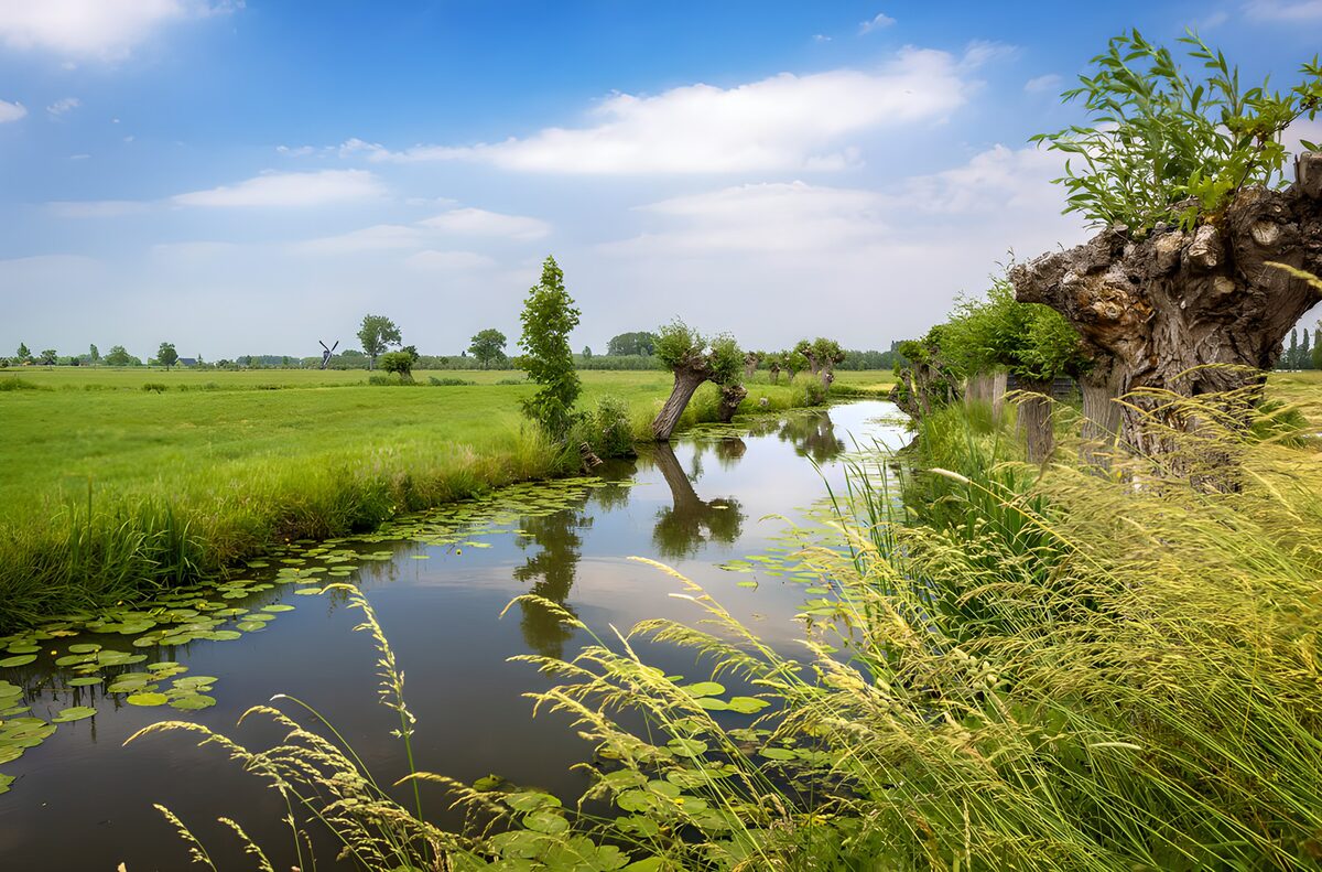 Pollarded willows by a quiet waterway