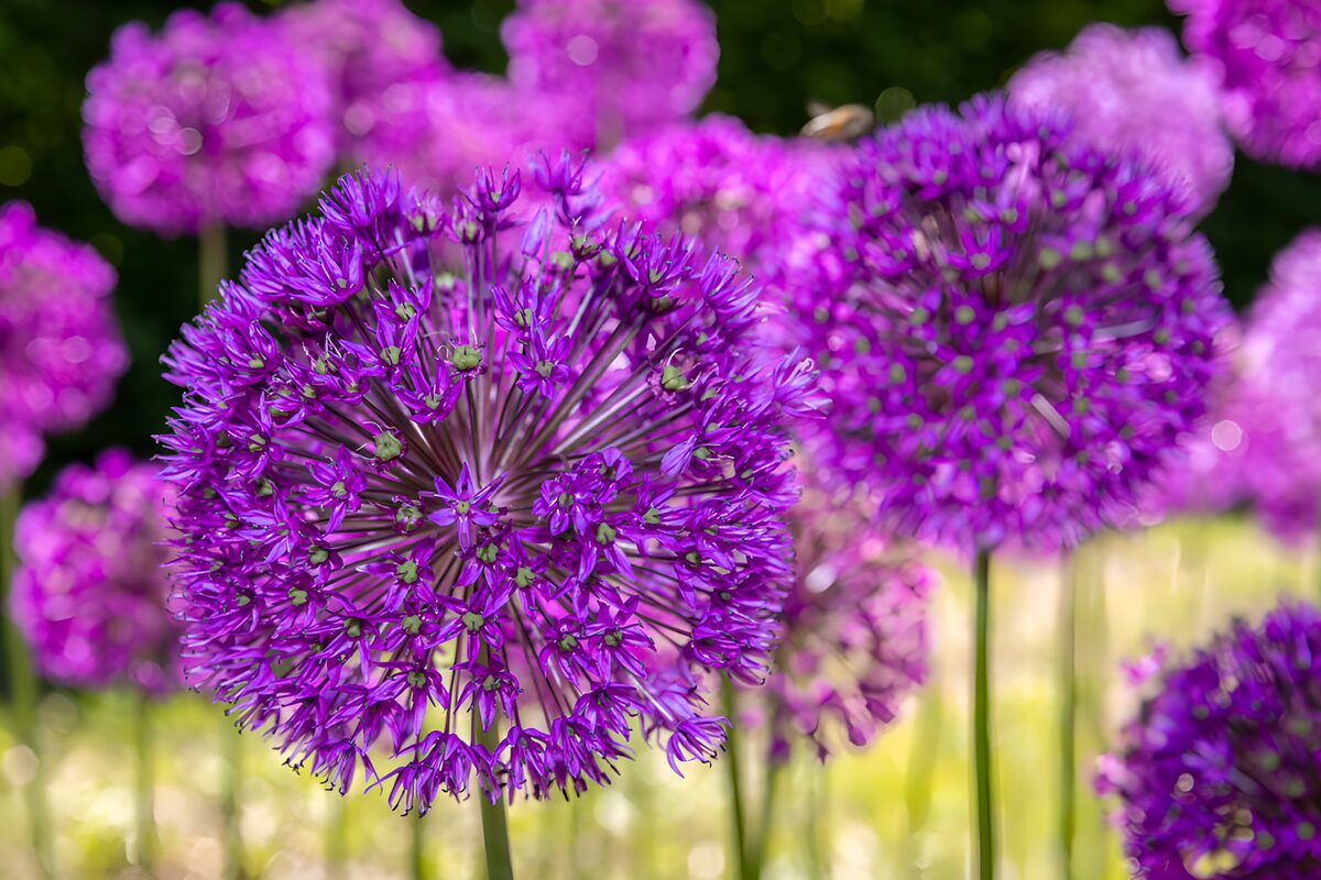 Purple alliums in the sunshine