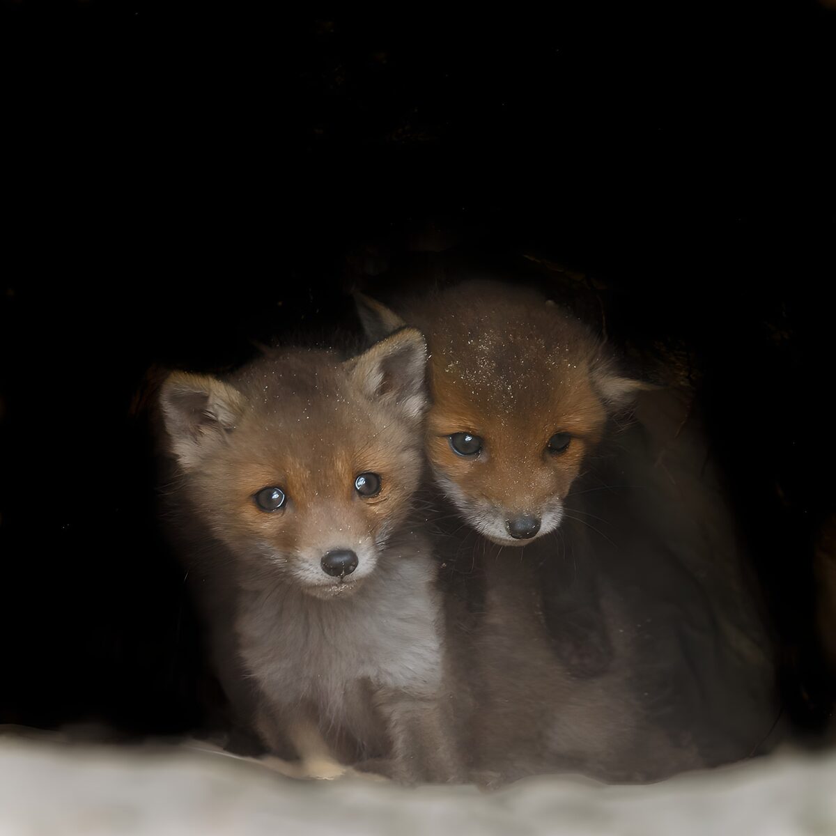 Two fox cubs nestled close