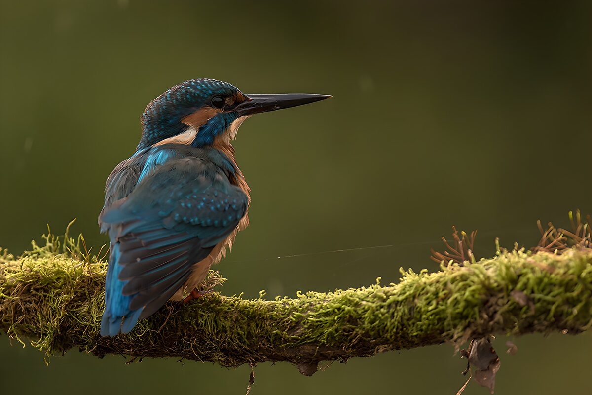 Kingfisher blue in a hush of green