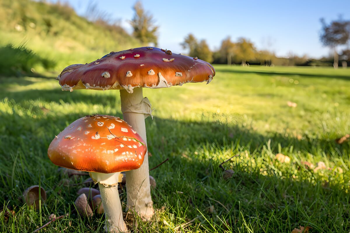 Two fly agarics in autumn sunshine