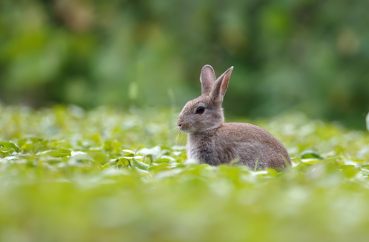Grey-brown rabbit in a quiet green patch