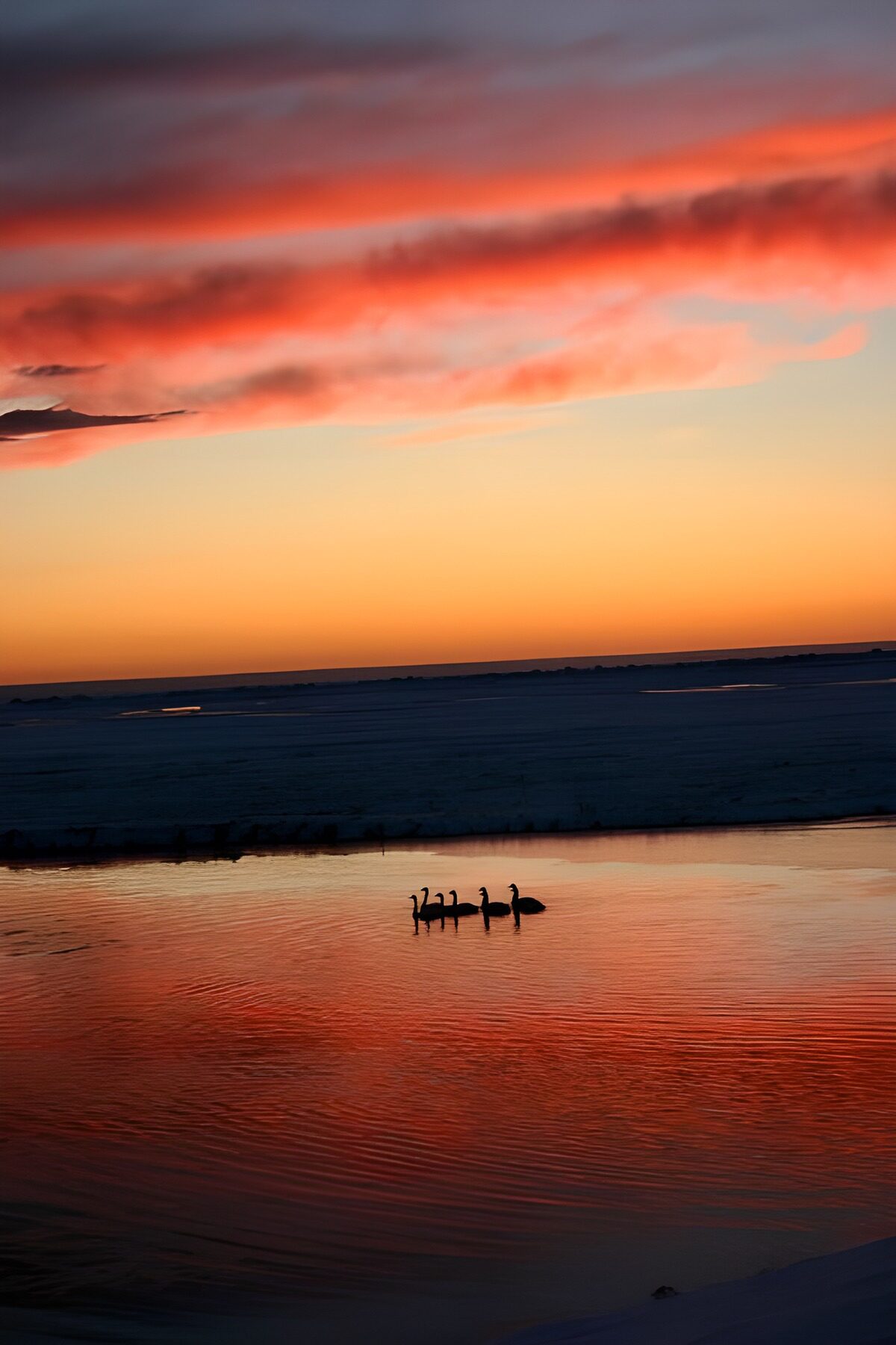 Waterbirds under a fiery winter sky