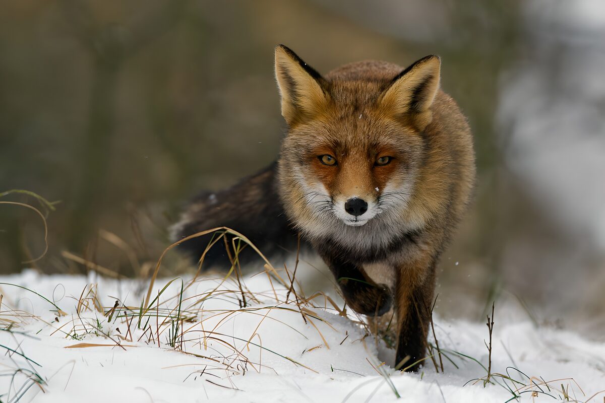 Red fox stepping through winter snow