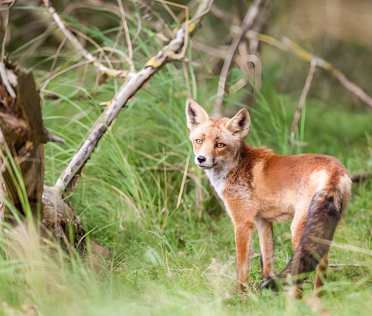 Red fox standing alert in long grass