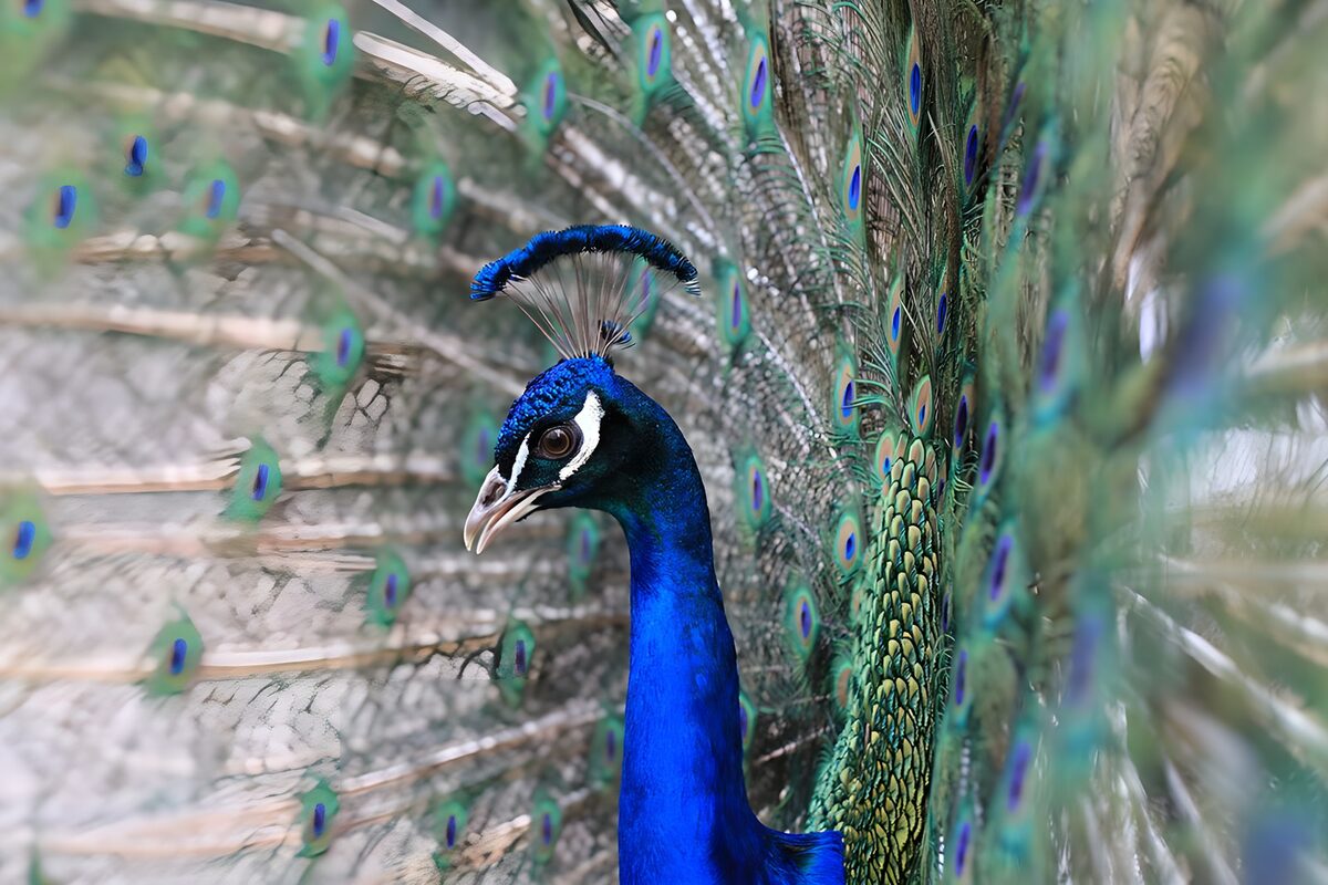 Blue peacock with its fan unfurled