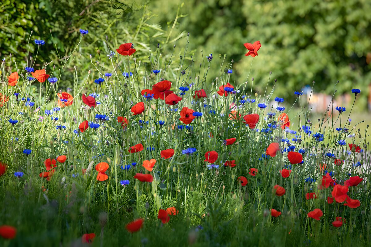 Red poppies and blue cornflowers in sun