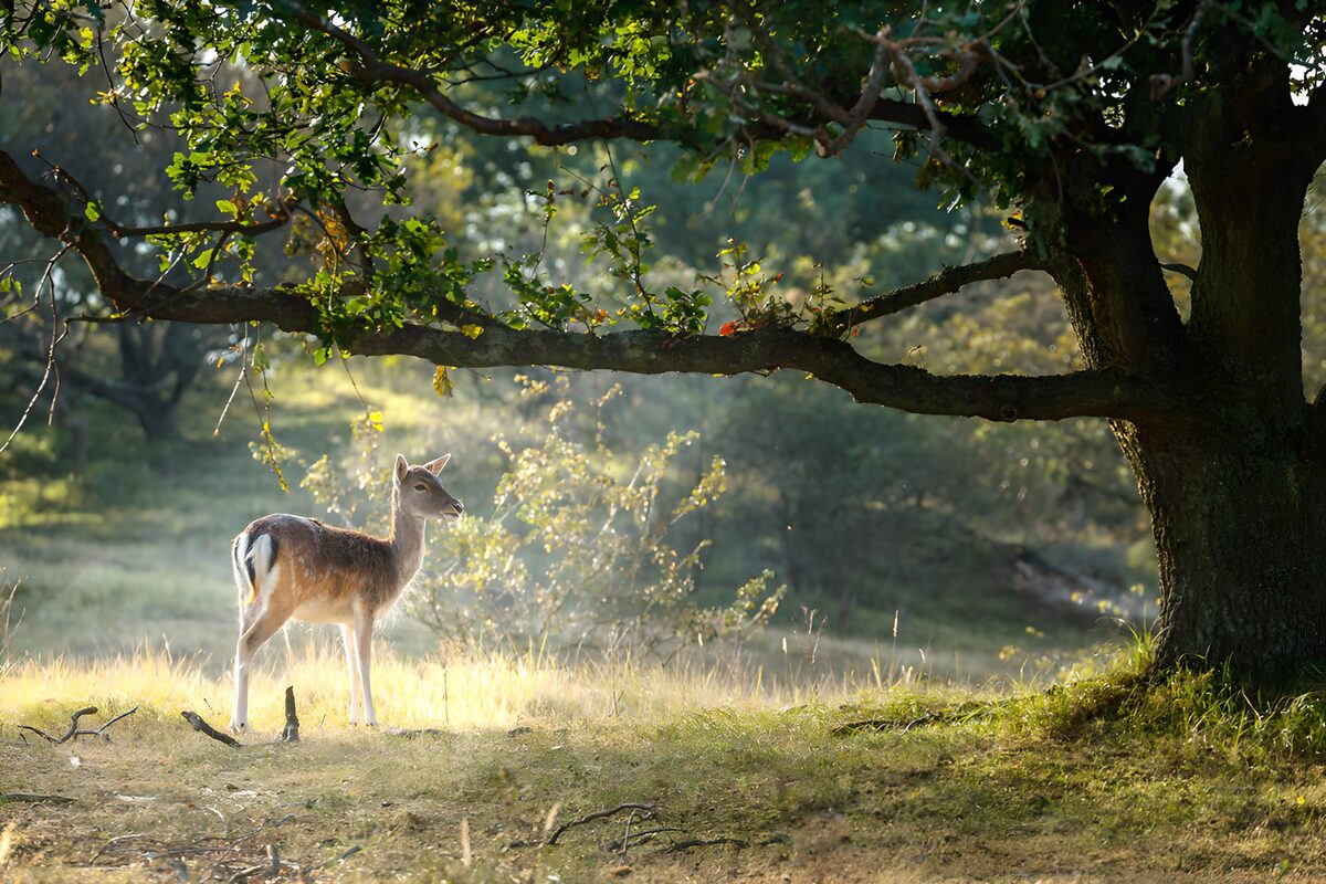 Deer in a sunlit woodland clearing