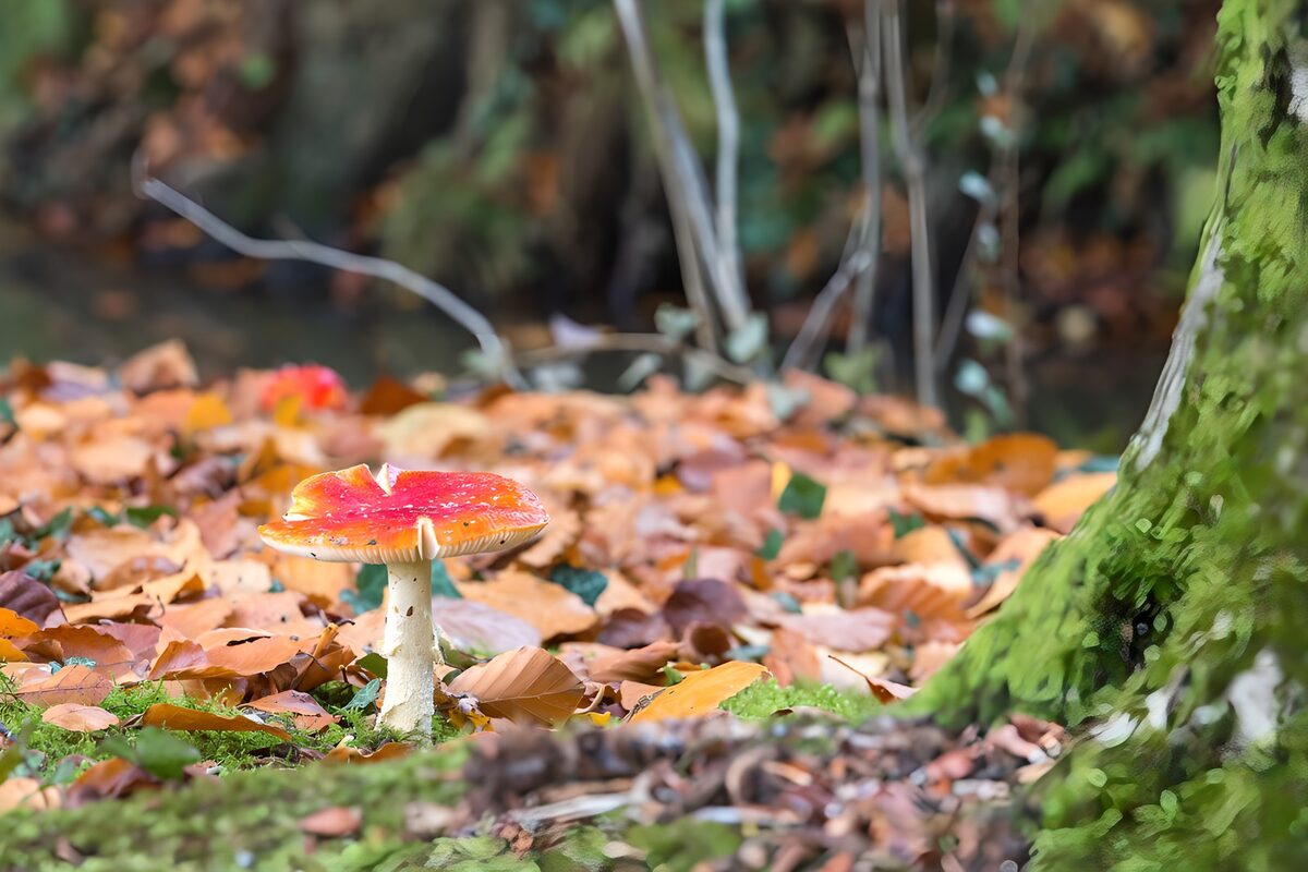 Fly agaric among autumn leaves