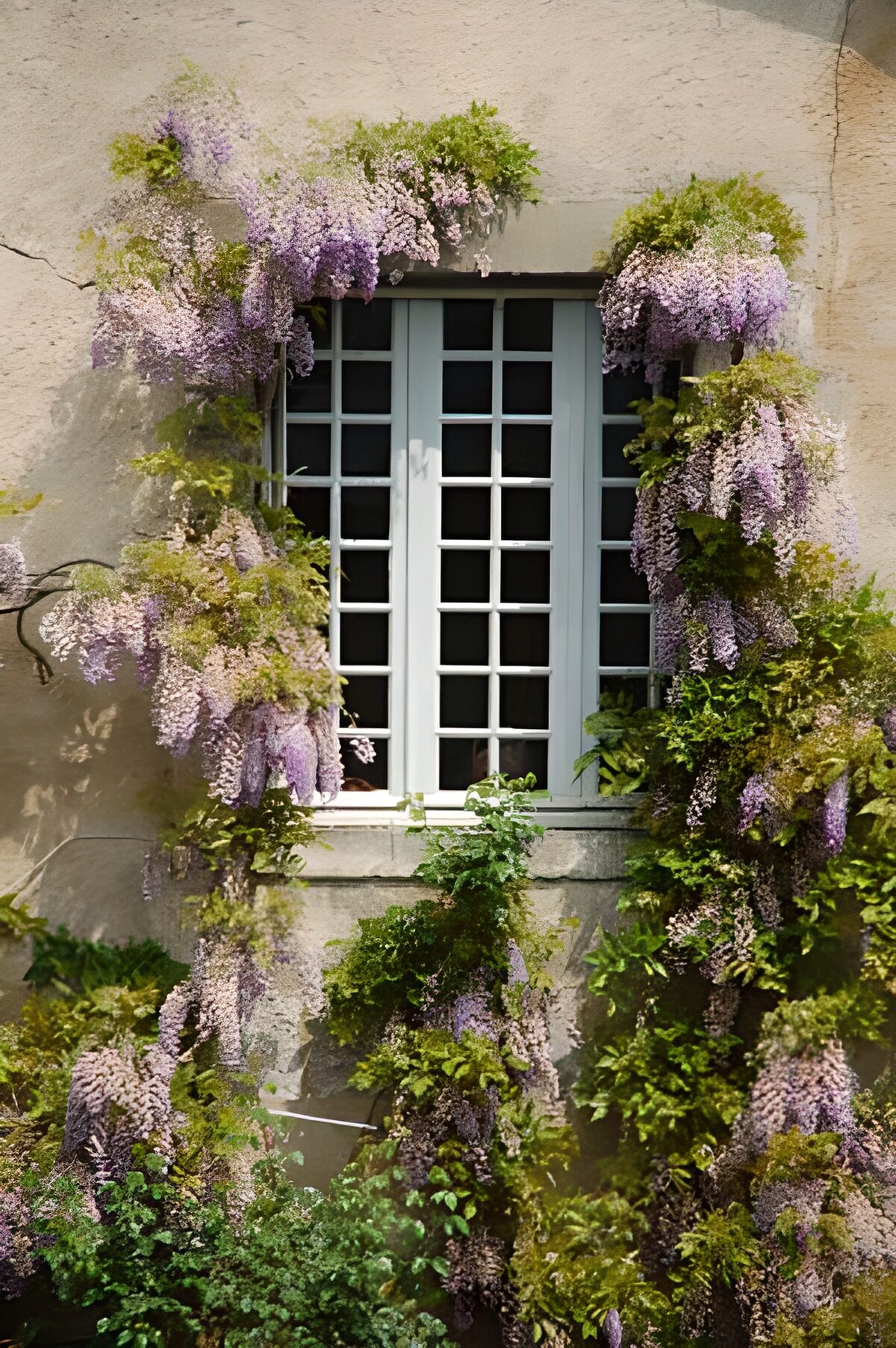 Sunlit window framed by purple blossom