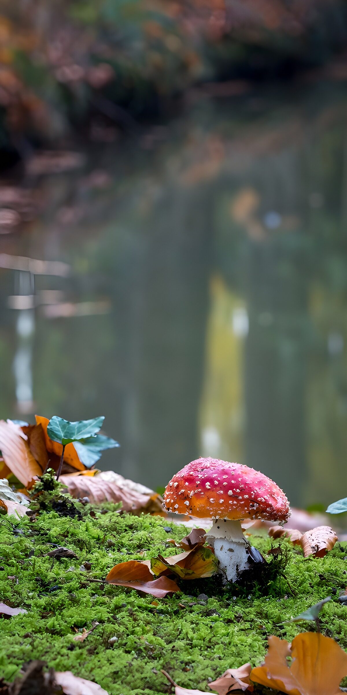 Fly agaric in a hush of autumn