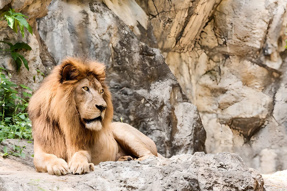 Lion at rest on a rocky ledge