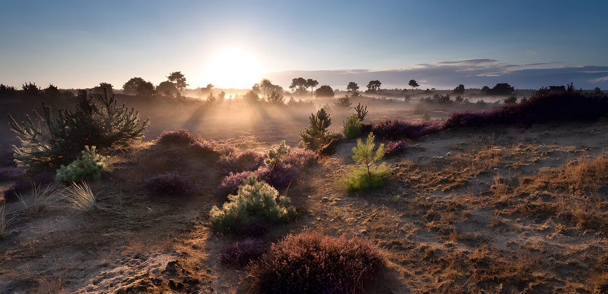 Heather and pines at sunrise