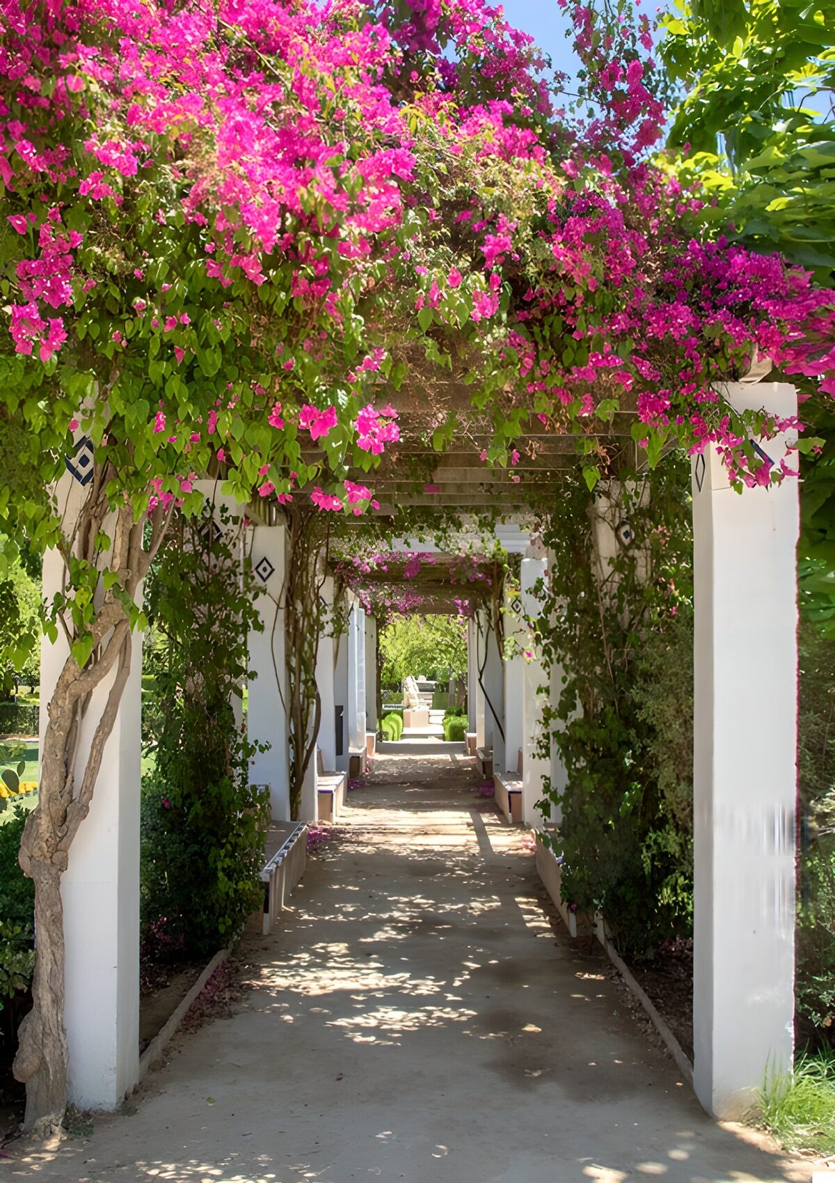 Pink bougainvillea over a shaded path