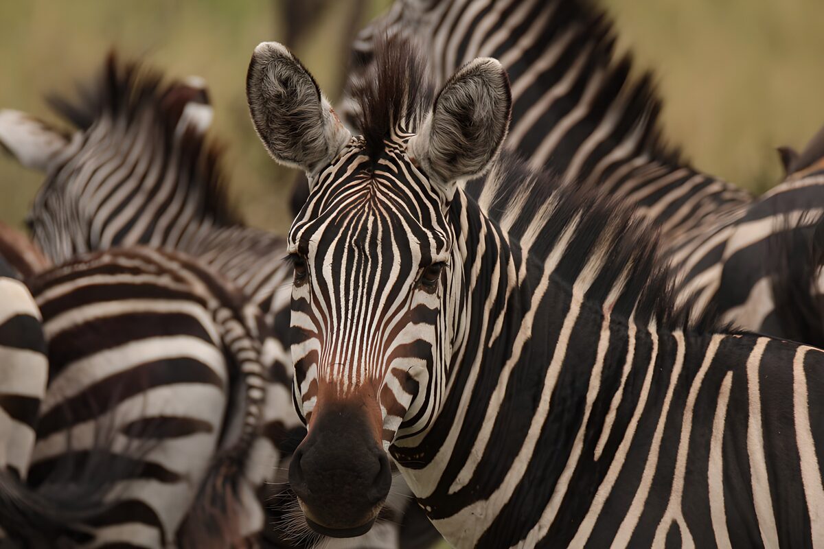 Zebra close-up in a huddle of stripes