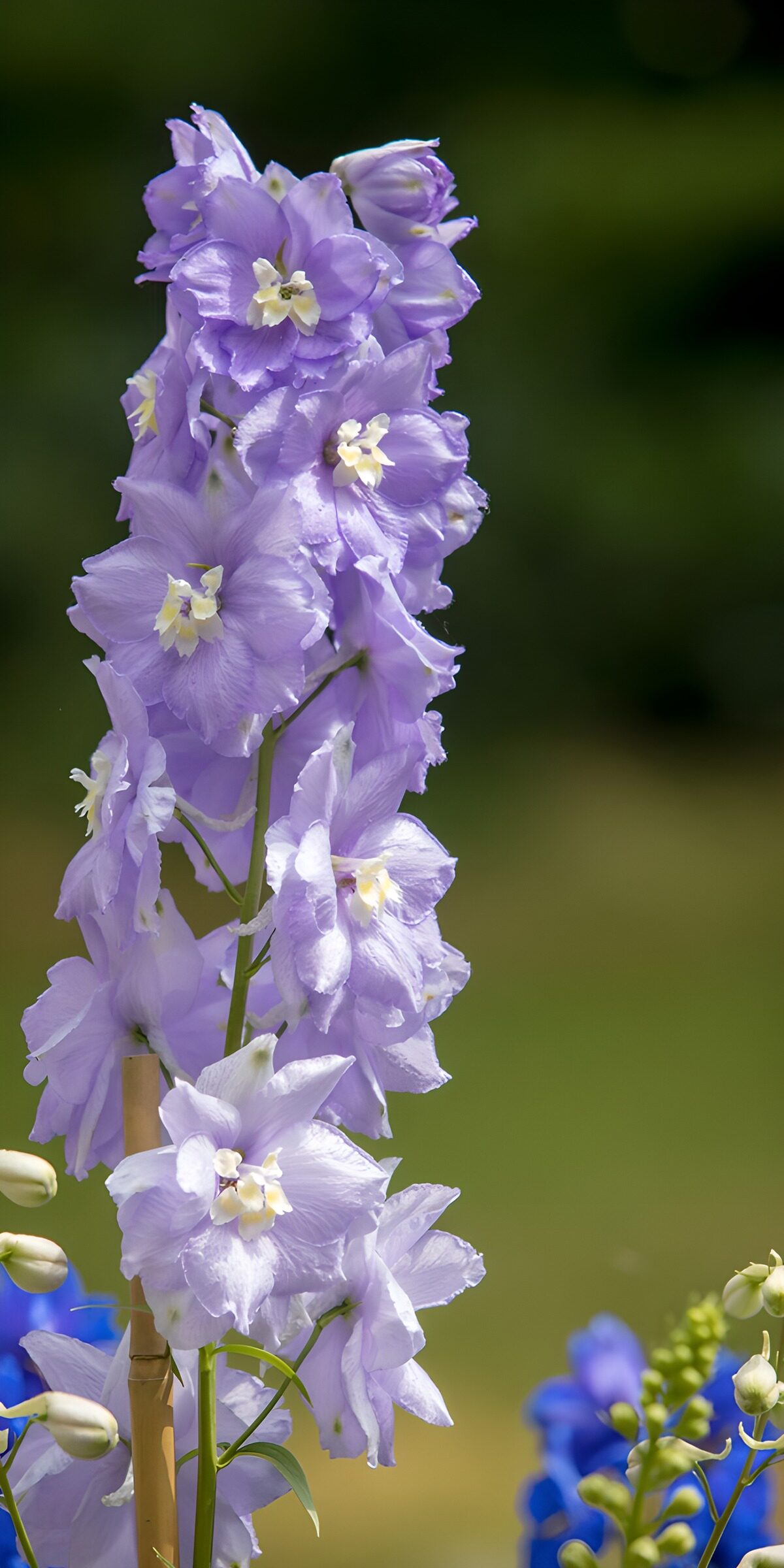 Pale lilac delphinium in sunlight