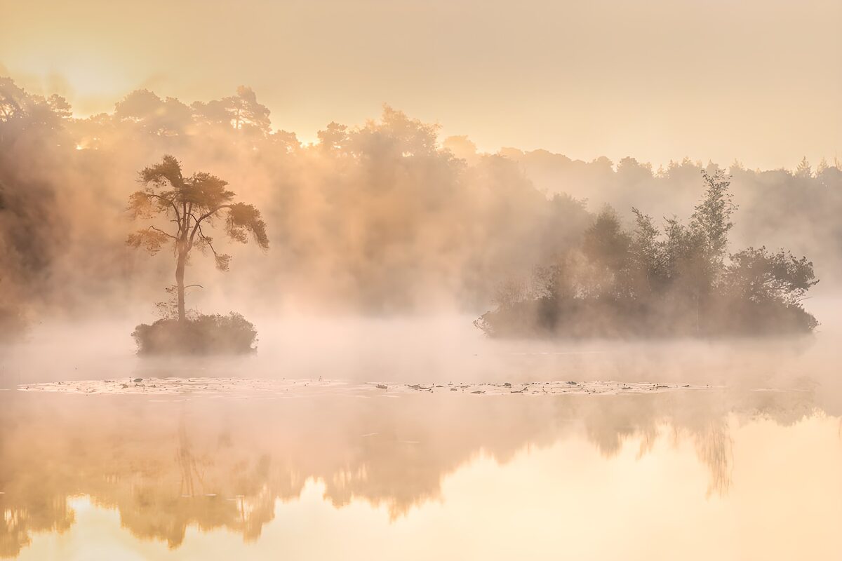 Tree islands on a misty lake at dawn