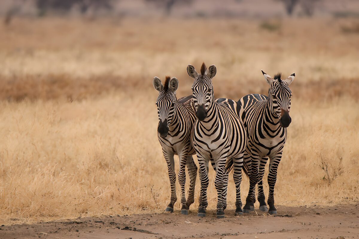Three zebras standing in dry grass