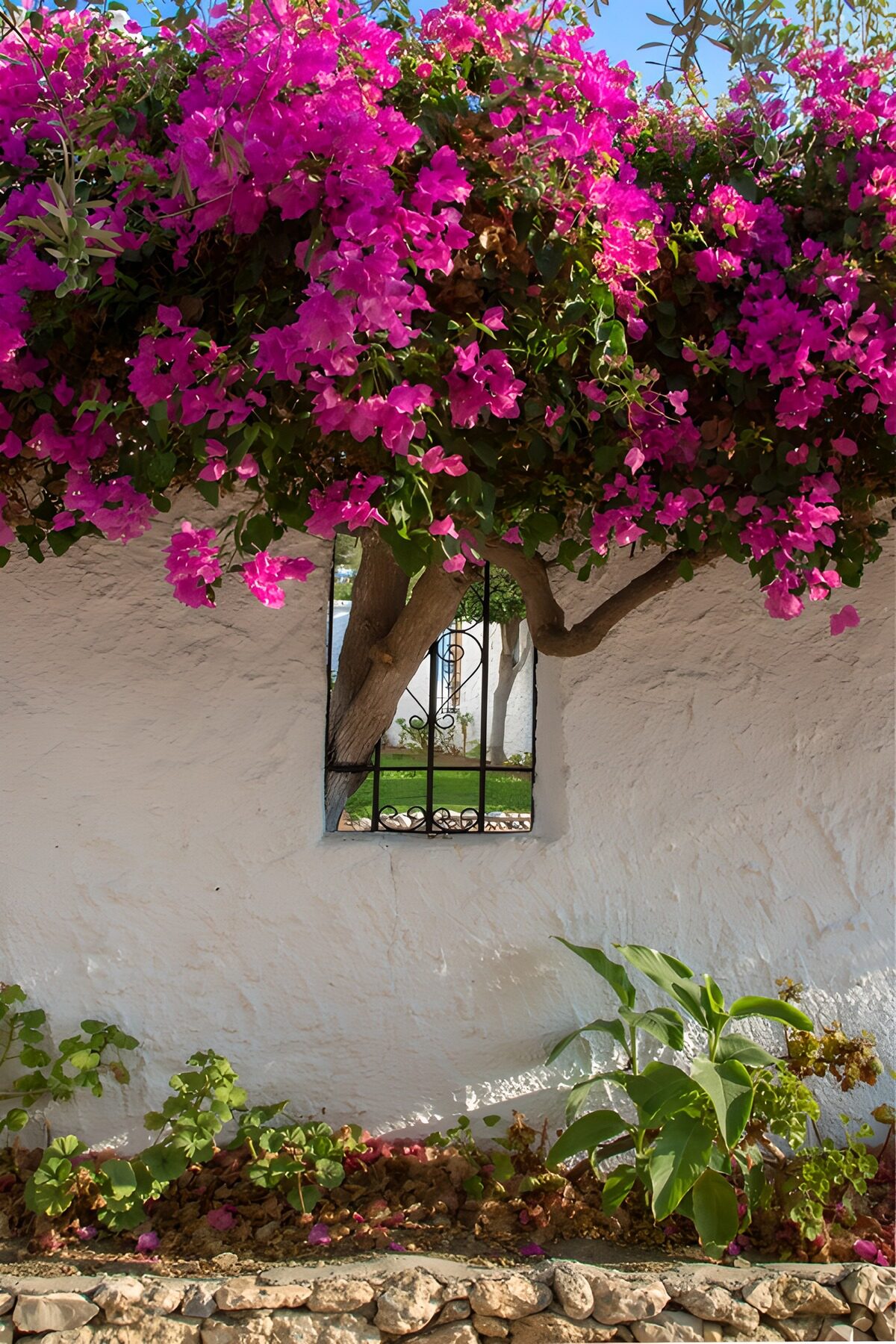 Bougainvillea over a sunlit white wall