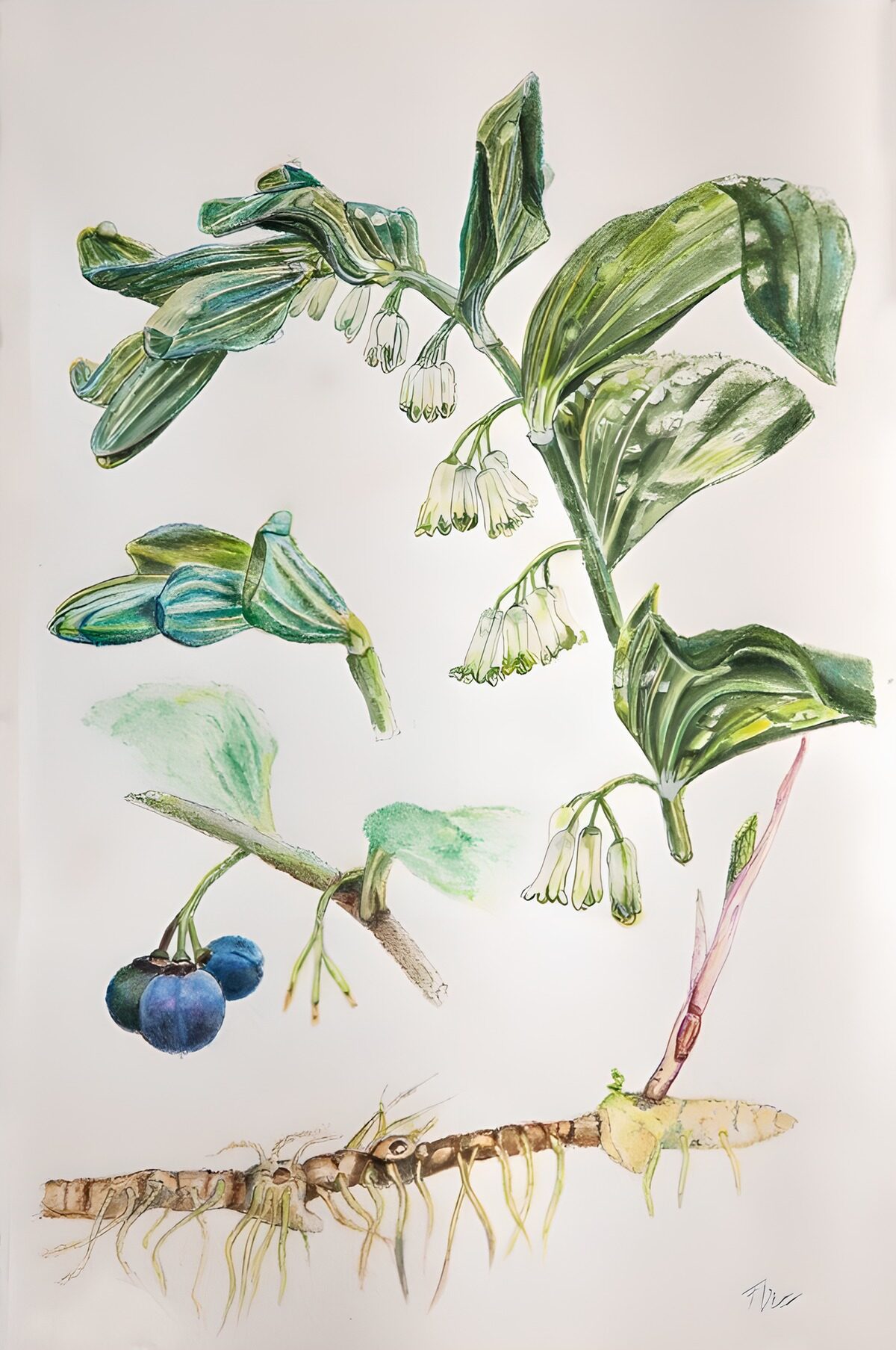 Solomon’s seal in watercolour