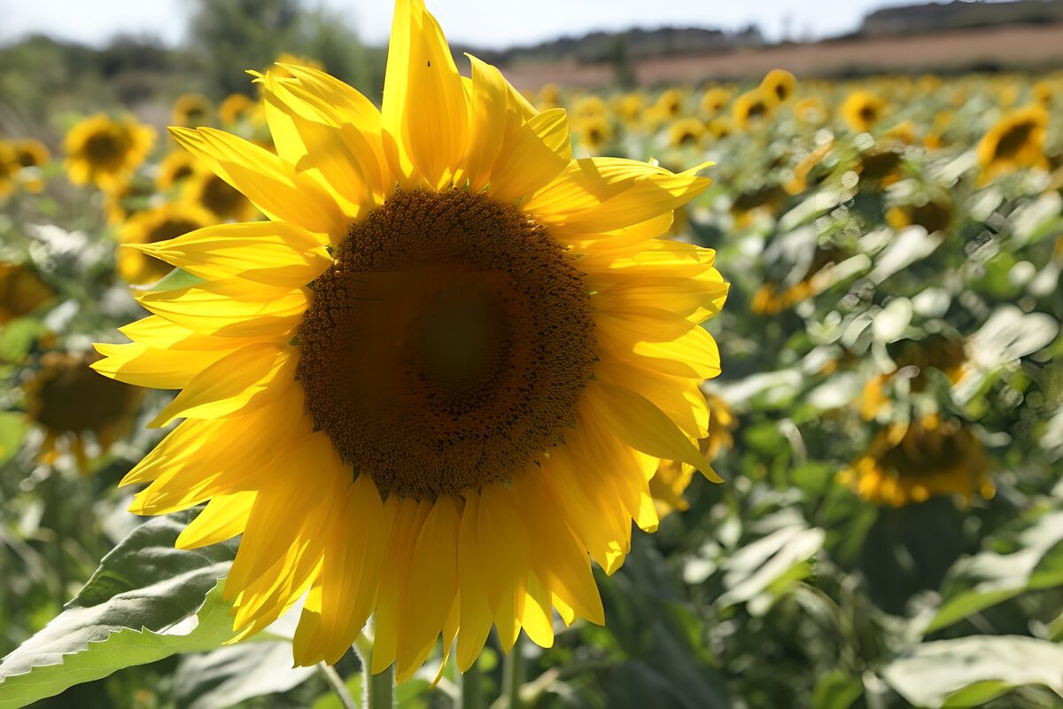 Sunflower close-up in bright daylight