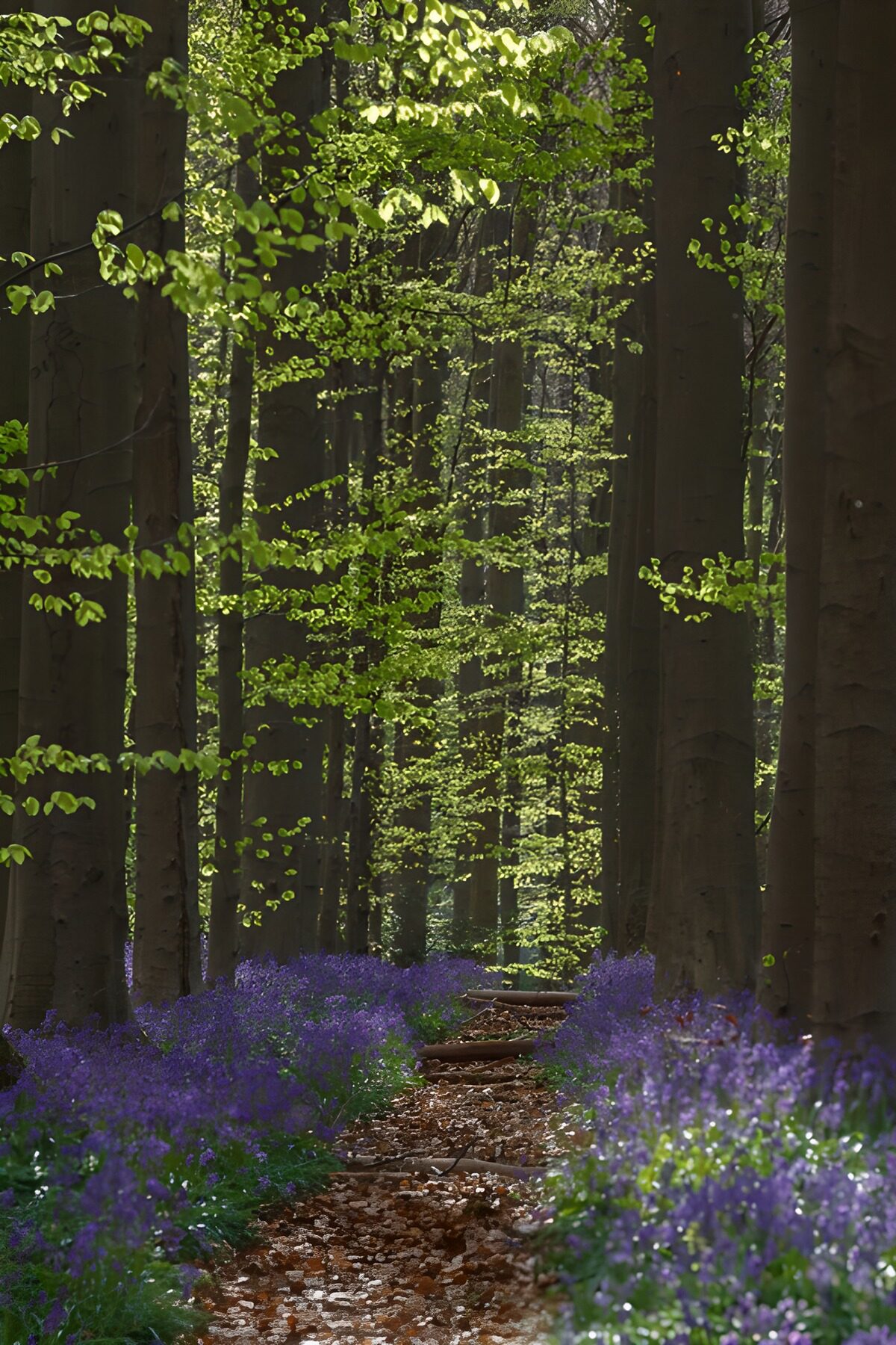 Spring path through flowering beech woods