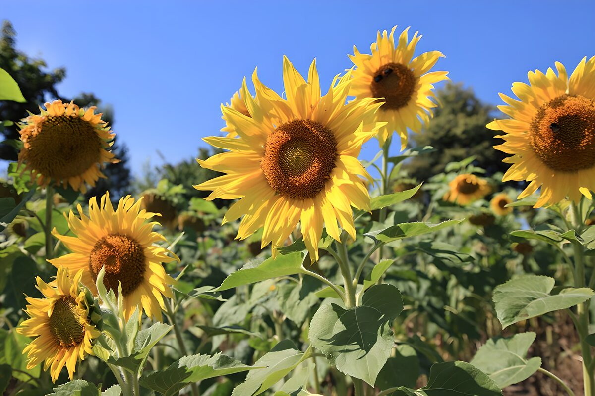 Yellow sunflowers in summer sunshine