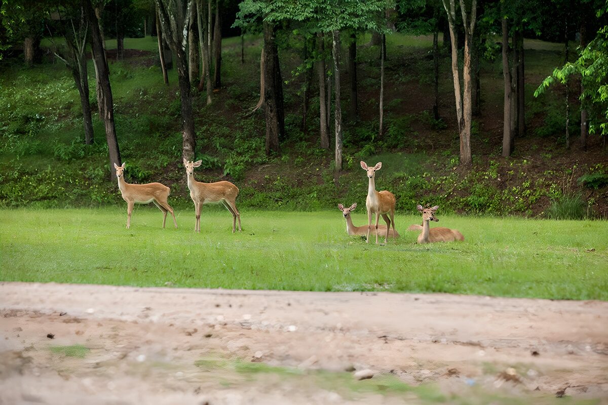 Five deer in a quiet woodland clearing