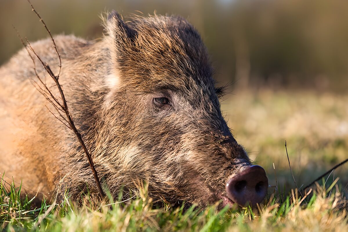 Wild boar resting in sunlit grass