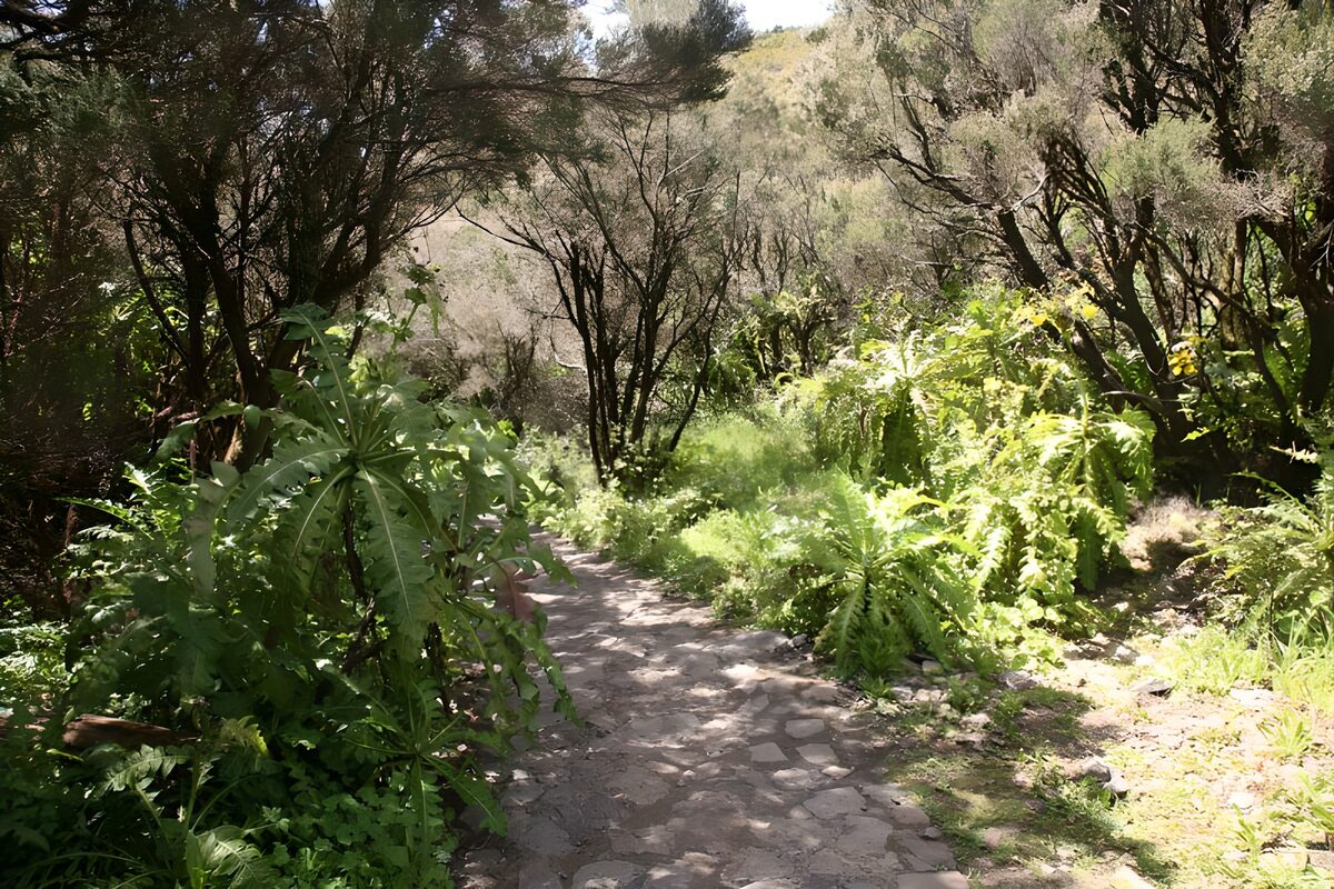 Winding stone path through lush woodland