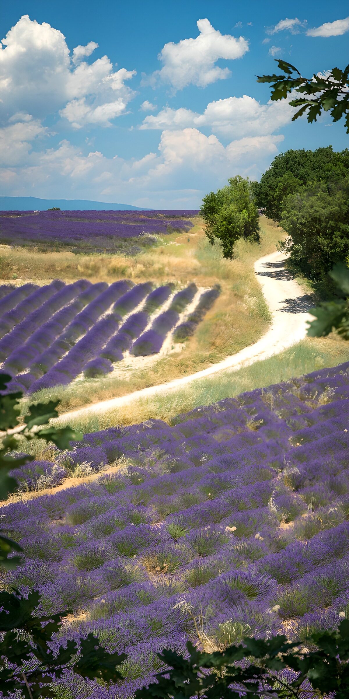 Sunlit lavender fields and a winding path