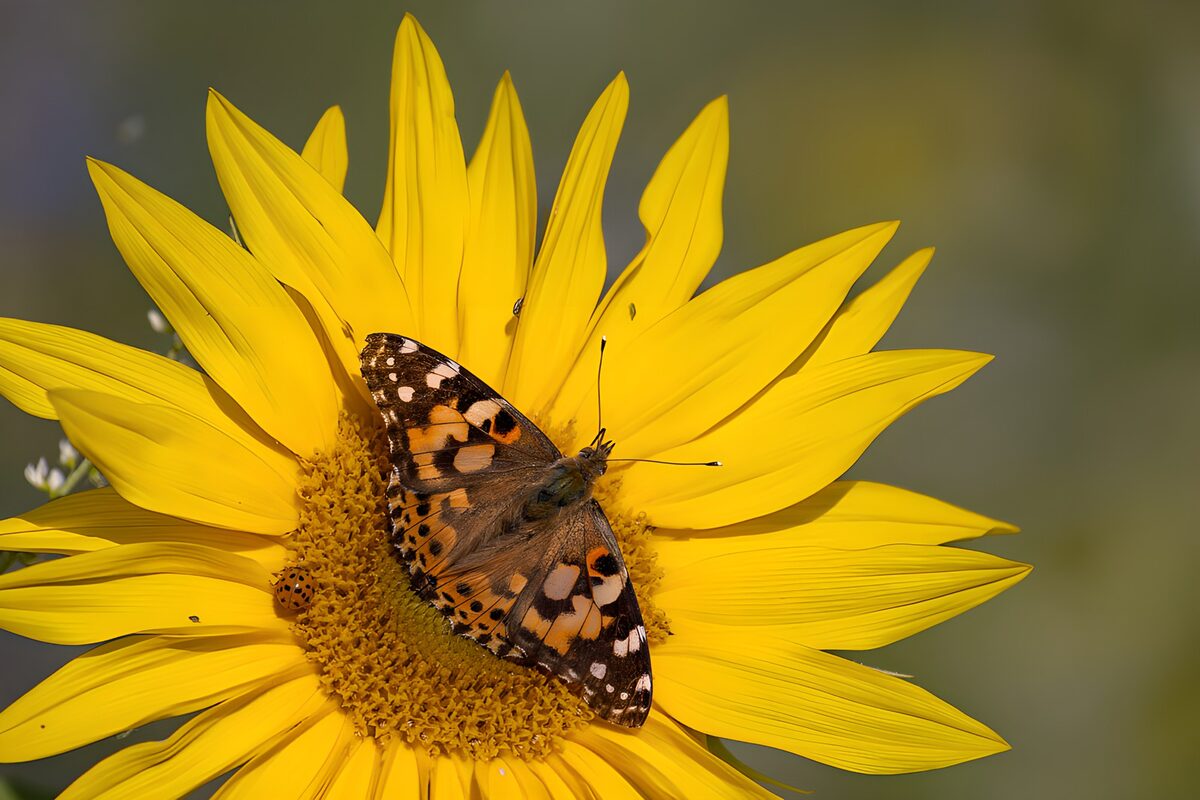 Painted lady on a sunlit sunflower