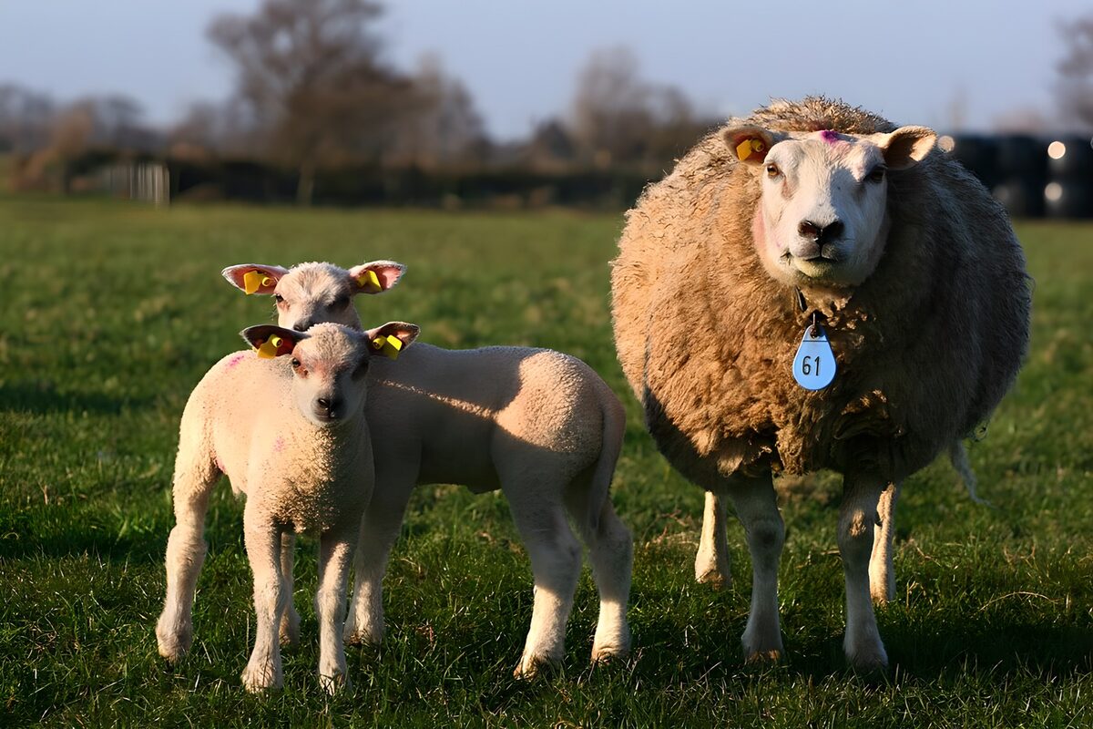 Sheep and two lambs in warm sunlight