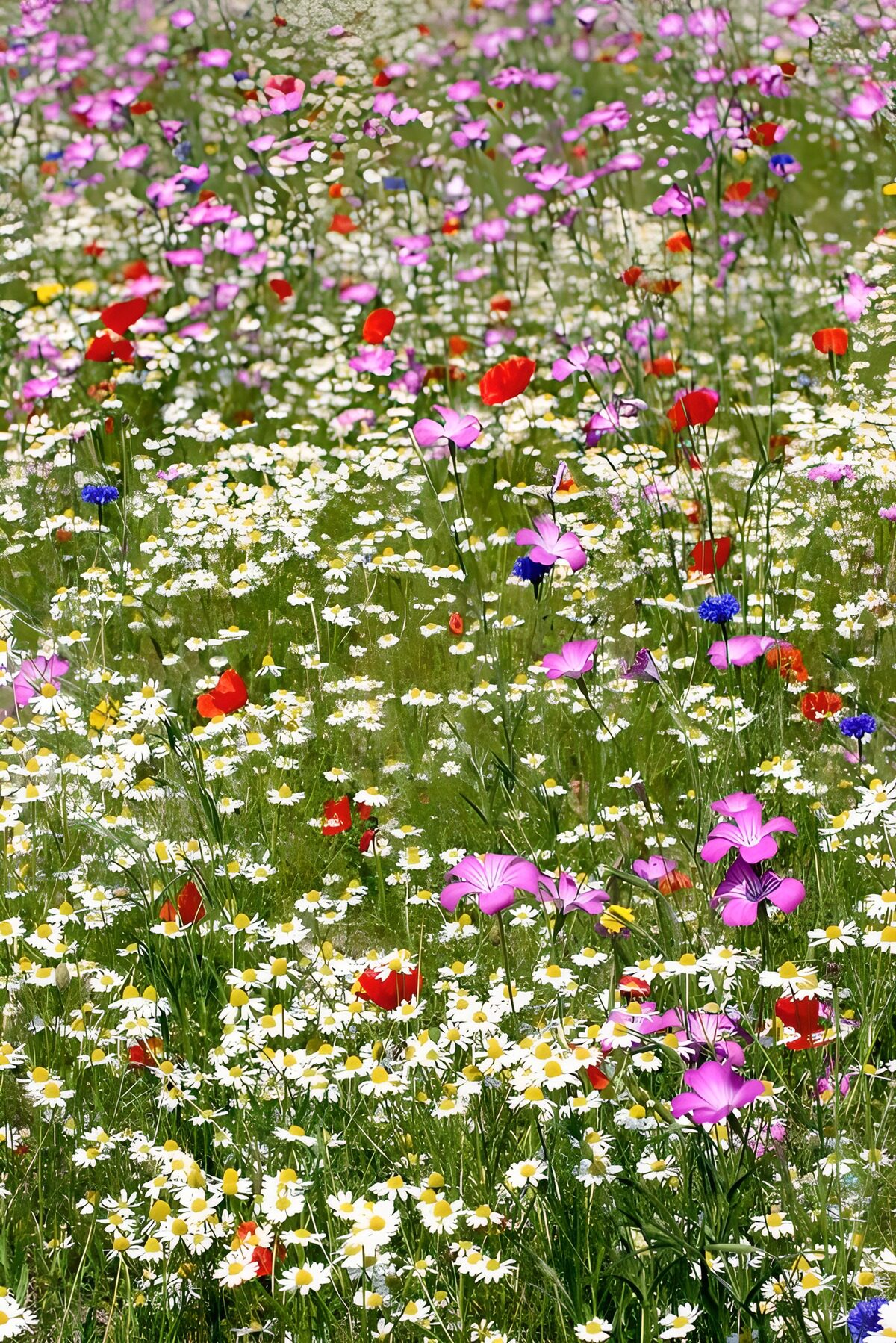 Daisies and poppies in a summer meadow