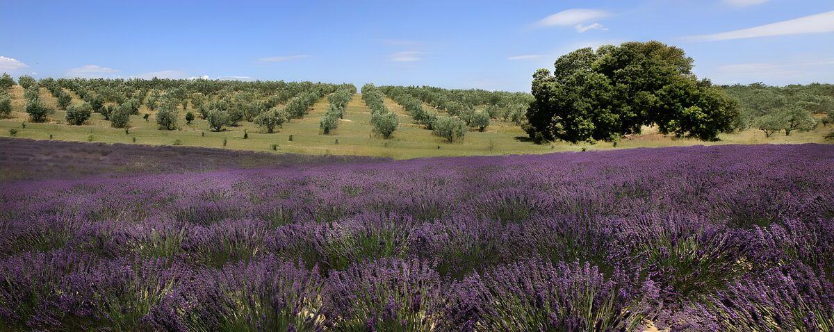 Lavender and olive trees in summer sunshine