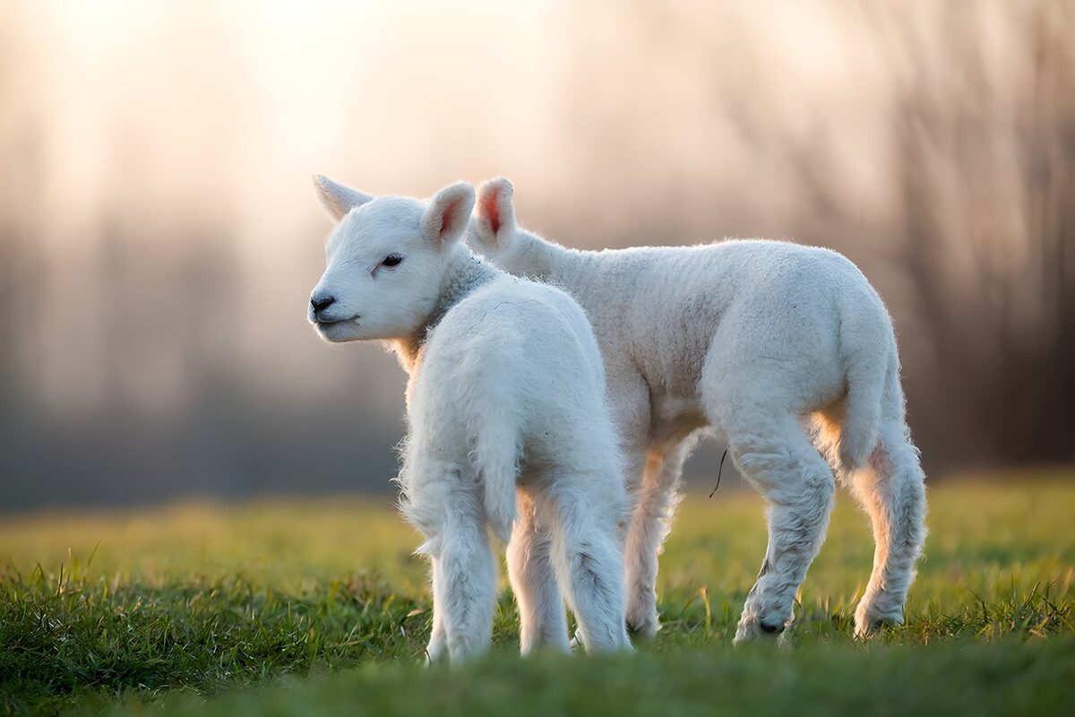 Two white lambs in soft sunlight