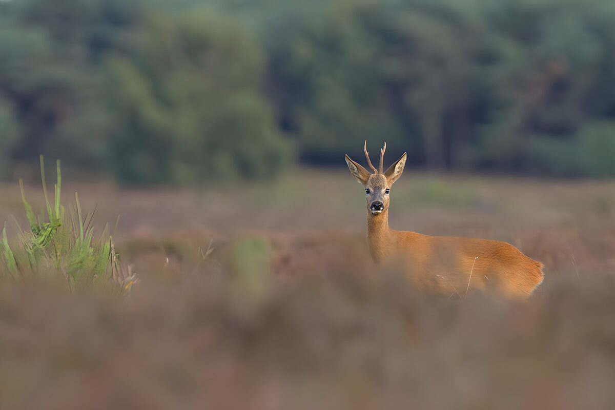 Watchful roe deer in brown grass