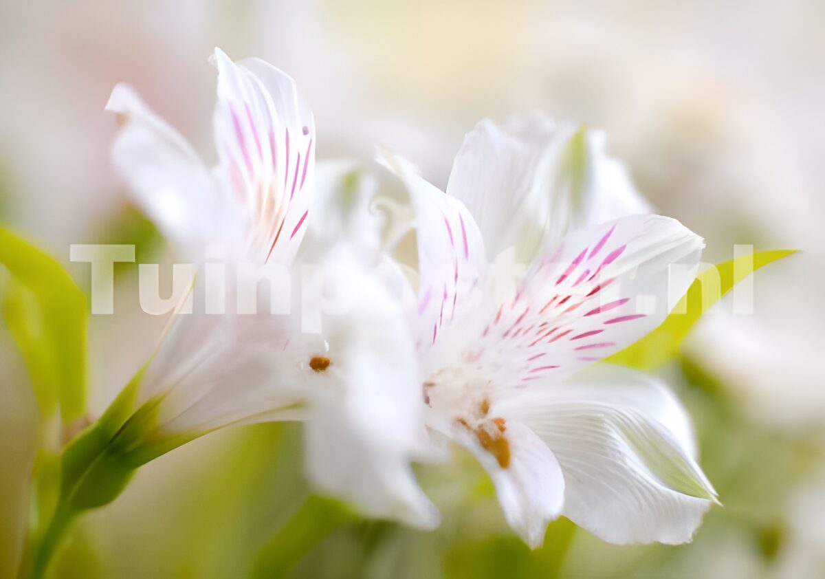White alstroemeria in soft focus