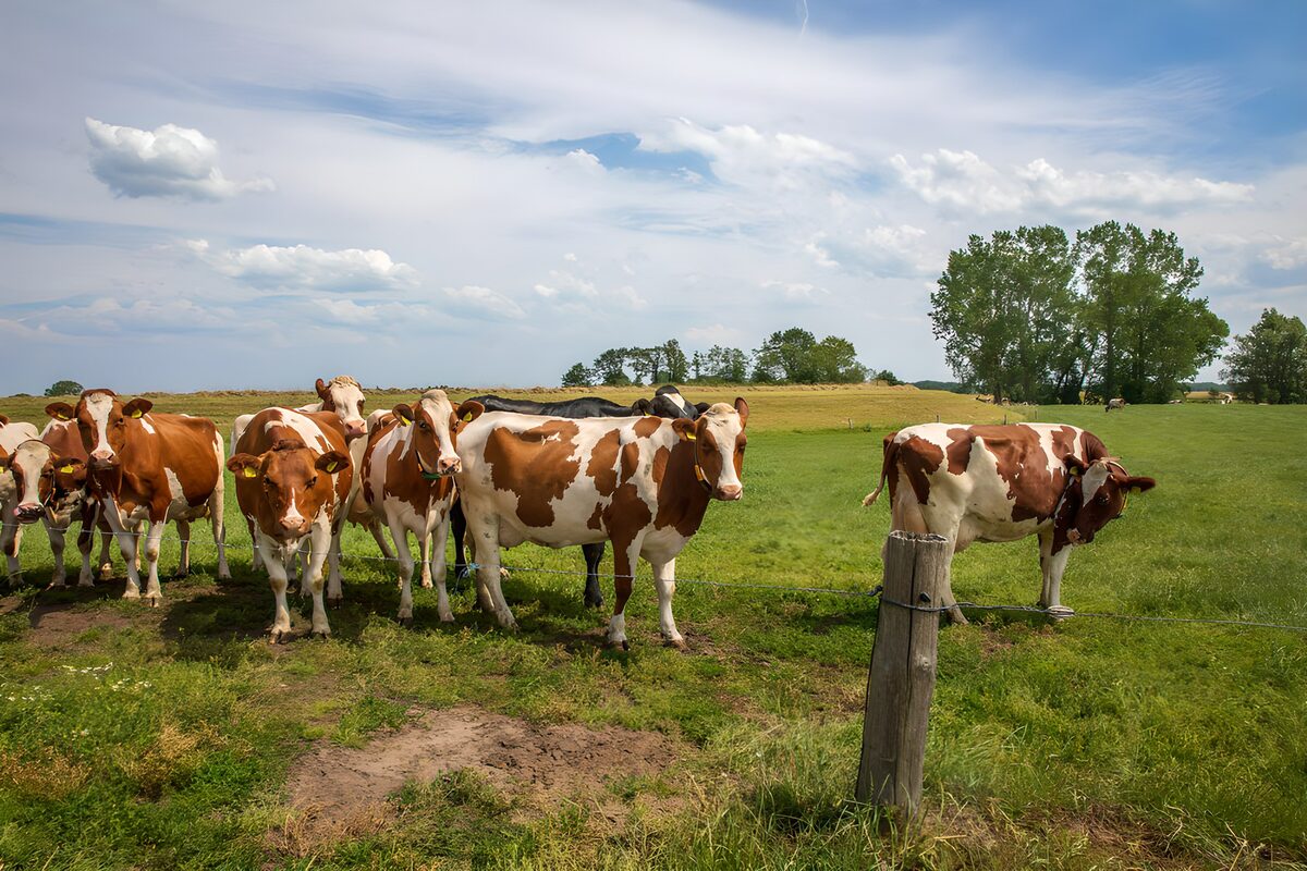 Curious brown and white cattle at the fence
