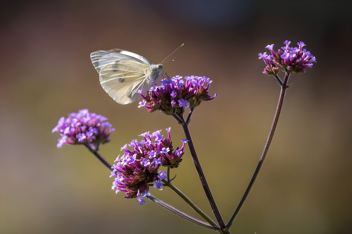 White butterfly on sunlit purple flowers